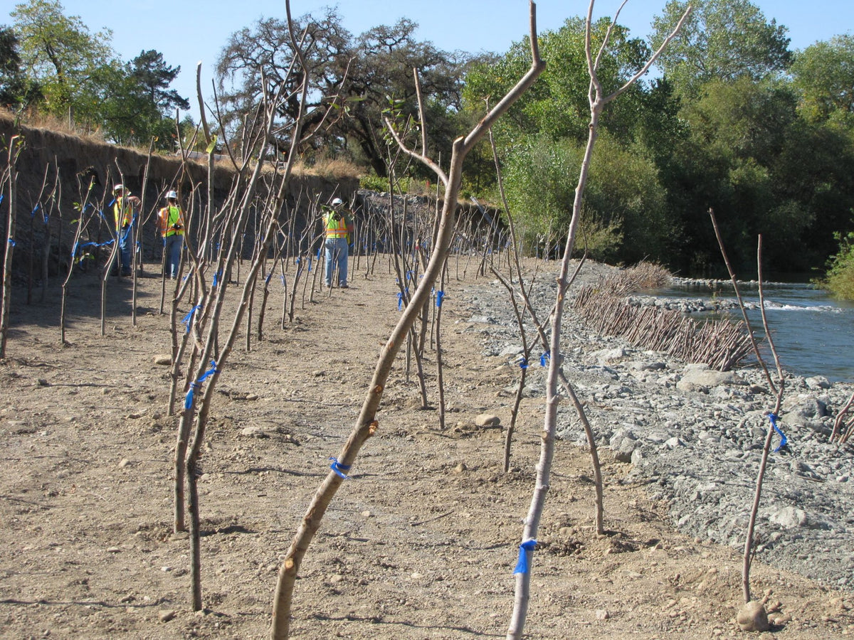 Bioengineering and Biotechnical Soil Stabilization